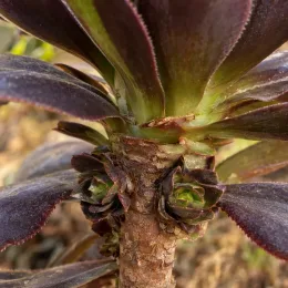 Succulente 'Surreal destiny' (Semponium) — gros plan sur tige avec rosettes charnues · Photo d'illustration
