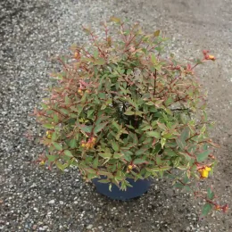 Millepertuis 'Tricolor' (Hypericum moserianum) — arbuste compact en pot sur sol gravillonné · Pot 7.5L
