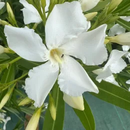 Laurier rose 'soeur Agnés' (Nerium olander) — gros plan de grande fleur blanche et boutons
