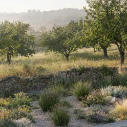Roseau du cap (Elegia tectorum) — massif de graminées devant muret en pierre · Photo d'illustration
