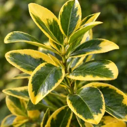 Fusain du japon 'Elegantissima aurea' (Euonymus japonicus) — feuillage dense vert foncé bordé de jaune