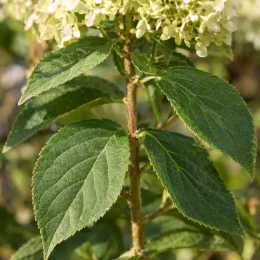 Hortensia paniculé 'Selection' (Hydrangea paniculata) — tige verticale avec grandes feuilles dentées et fleurs · Photo d'illustration