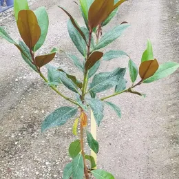 Magnolia de la galissonnière 'Galissoniere' (Magnolia grandiflora) — jeune plant ramifié au feuillage vert et brun · Pot 3L Baliveau