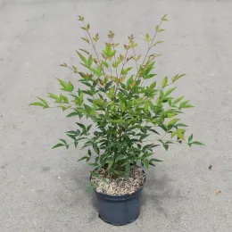 Bambou sacré (Nandina domestica) — jeune arbuste en pot sur sol bétonné · Pot 3L, photo 14