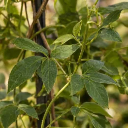 Clématite des montagnes 'Grandiflora' (Clematis montana) — rameaux grimpants avec feuillage vert dense · Photo d'illustration