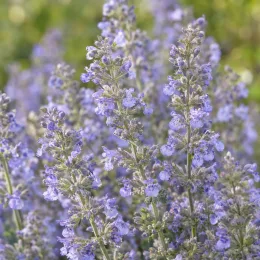 Népétas 'Six hills giant' (Nepeta faassenii) — épis de petites fleurs mauves en masse · Photo d'illustration