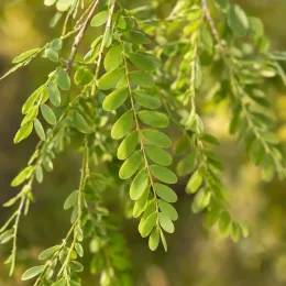 Caraganier de sibérie 'Pendula' (Caragana arborescens) — rameaux souples avec petits folioles verts ovales