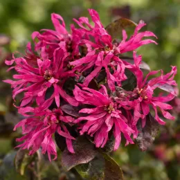 Loropétale de chine 'Fede' (Loropetalum chinense) — gros plan de fleurs rose vif échevelées