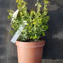 Fusain de fortune 'Emerald n gold' (Euonymus fortunei) — jeune arbuste au feuillage vert panaché en pot · Pot 3L