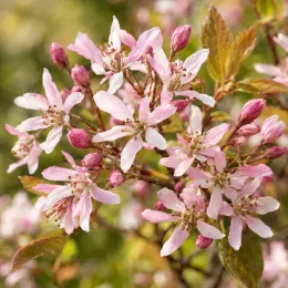 Amélanchier à feuille d'aulne 'Robin hill' (Amelanchier arborea) — grappes de fleurs roses et blanches ouvertes