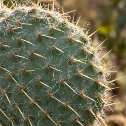 Cactée 'Trichophora' (Opuntia polyacantha) — raquette de cactus en gros plan avec épines