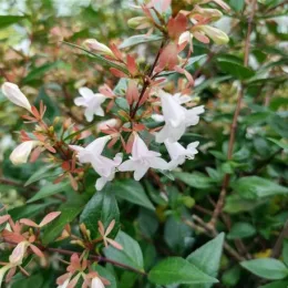 Abelia