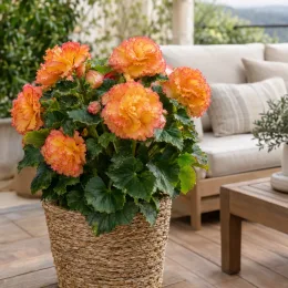 Bégonia tubéreux 'Prima donna aurore' (Begonia) — plante fleurie orange et jaune sur terrasse · Photo d'illustration