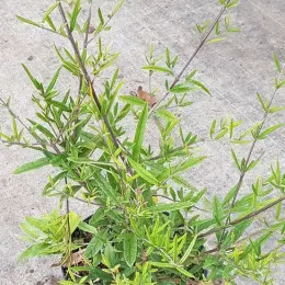 Arbre aux papillons à feuilles de saule (Buddleia saligna) — jeune arbuste élancé au feuillage vert en pot · Pot 3L Touffe