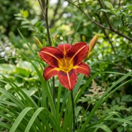 Hémérocalle 'Cameroons' (Hemerocallis) — grande fleur étoilée bicolore dans un massif