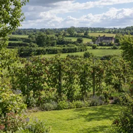 Mûre framboise 'Loganberry' (Rubus fruticosus) — rangée de ronces palissées dans un paysage champêtre · Photo d'illustration