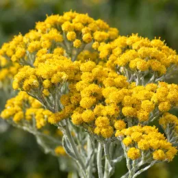 Plante curry 'Ssp serotinum' (Helichrysum italicum) — gros plan sur bouquets de petites fleurs jaunes · Photo d'illustration