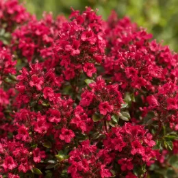 Thym 'Coccineus' (Thymus praecox) — abondantes petites fleurs rouges sur feuillage vert · Photo d'illustration