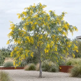 Mimosa d'hiver (Acacia dealbata) — arbre isolé aux fleurs jaunes dans jardin sec · Photo d'illustration