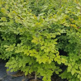 Hêtre commun (Fagus sylvatica) — jeune arbre en pot dans une pépinière · Pot 8L Baliveau