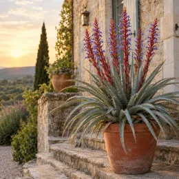 Puya violet 'Violacea' (Puya coerula) — plante graphique en pot sur marches en pierre · Photo d'illustration
