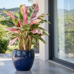 Banane 'Nono pink variegata' (Musa) — grand feuillage panaché vert et rose en pot