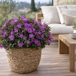 Azalée japonaise 'Steren purple' (Azalea japonica) — arbuste fleuri violet dans grand cache-pot tressé sur terrasse · Photo d'illustration