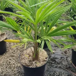 Palmier de chine (Trachycarpus fortunei) — jeune palmier vert en pot de pépinière · Pot 8L