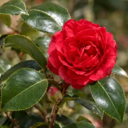 Camelia 'Rouge' (Camelia japonica) — gros plan de fleur rouge et feuilles brillantes · Photo d'illustration