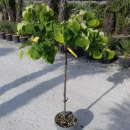 Gainier du Canada 'The rising sun' (Cercis canadensis) — petit arbre en pot, feuilles vertes arrondies · Pot 10L Mini-tige