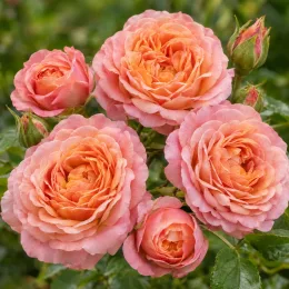 Rosier 'Pirouette' — grappes de fleurs doubles roses orangées · Photo d'illustration