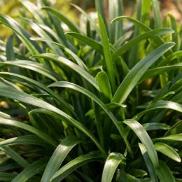Agapanthe 'Nina white' (Agapanthus africanus) — touffe dense de longues feuilles vertes · Photo d'illustration