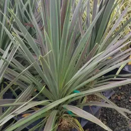 Cordyline 'Choco mint' (Cordyline australis) — touffe dense de feuilles rubanées bicolores en pot · Pot 3L