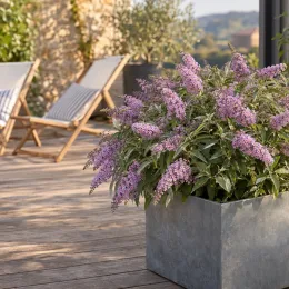 Arbre aux papillons 'Sophie' (Buddleia davidii) — arbuste fleuri en bac sur terrasse en bois · Photo d'illustration
