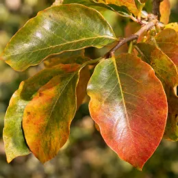 Plaqueminier 'Cioccolatino' (Diospyros kaki) — gros plan sur feuilles aux teintes variées
