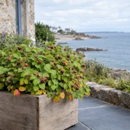 Framboisier nain arctique 'Marika' (Rubus arcticus) — plante buissonnante en bac bois sur terrasse côtière · Photo d'illustration