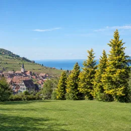Cyprès de lambert 'Lutea' (Cupressus macrocarpa) — conifères dorés bordant une pelouse, village en arrière-plan · Photo d'illustration
