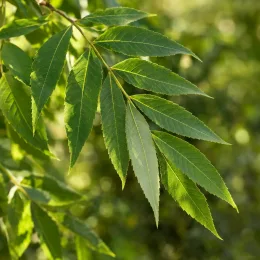 Pacanier aquatique (Carya aquatica) — rameau avec folioles lancéolées vertes · Photo d'illustration