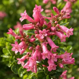 Escallonia à fleur rose (Escallonia organiensis) — grappes de fleurs tubulaires roses avec feuillage vert · Photo d'illustration