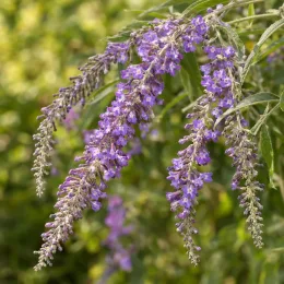 Arbre aux papillons de lindley (Buddleia lindleyana) — longs épis fleuris violets retombants · Photo d'illustration
