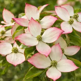 Cornouiller du japon 'Wieting s select' (Cornus kousa) — fleurs étoilées blanches bordées de rose · Photo d'illustration