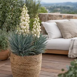 Résistant au sec (Yucca neomexicana) — plante graphique en pot tressé sur terrasse · Photo d'illustration