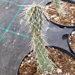 Figuier de barbarie 'Fremont' (Opuntia polyacantha) — jeune cactus épineux en pot de culture