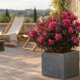 Lilas des indes 'Violet lord' (Lagerstroemia indica) — arbuste fleuri en pot sur terrasse en bois
