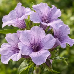 Mackaye élégante (Mackaya bella) — gros plan sur grappes de fleurs mauves · Photo d'illustration
