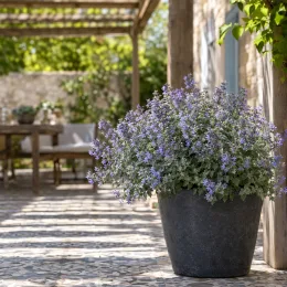 Népétas (Nepeta mussinii) — grand plant en pot sur terrasse carrelée · Photo d'illustration