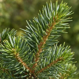 Epicea de sitka (Picea sitchensis) — gros plan sur rameau de conifère vert · Photo d'illustration