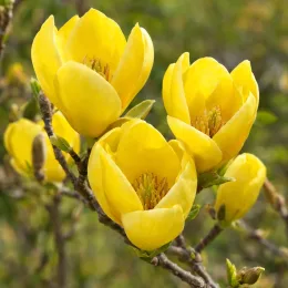 Magnolia 'Daphne' — gros plan sur fleurs jaunes ouvertes