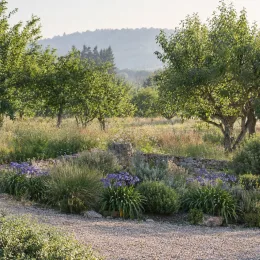 Agapanthe 'Blue' (Agapanthus) — massif fleuri au pied d’un muret de pierre · Photo d'illustration
