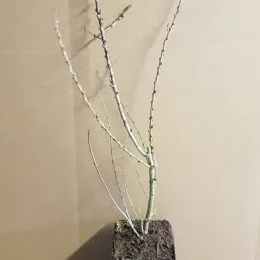 Argousier 'Hergo ♀' (Hippophae rhamnoides) — jeune plant ligneux nu dans pot de pépinière · Godet